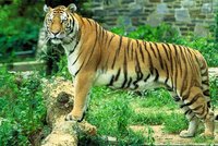 Mamunbiswas 1283722197 1 800px Panthera tigris tigris