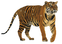 Tigerimage